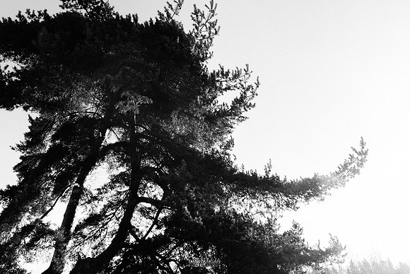 Big tree. Bellevue, WA. March 2016.