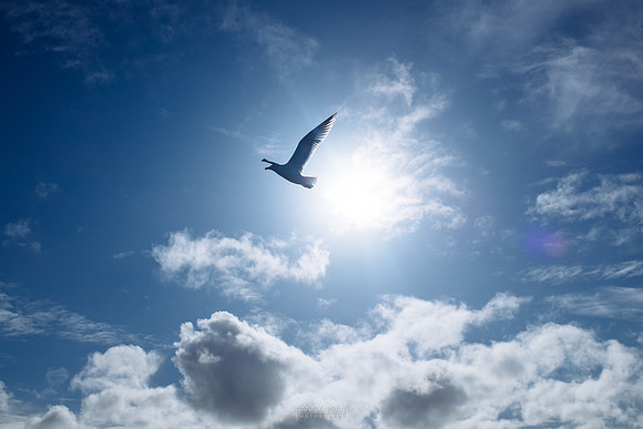 Hey, bird.