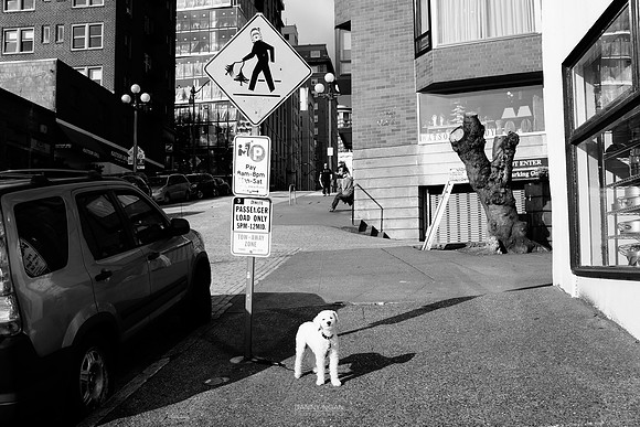 Pup parking.