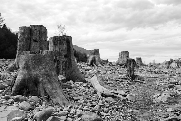 Stumps