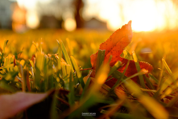 In the grass at sunset.