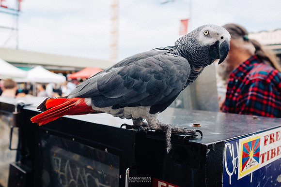 A 23-year-old gray parrot poses for the camera. Seattle, WA. Jul
