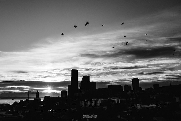 Crows flying out at sunset. Seattle, WA. August 2016.