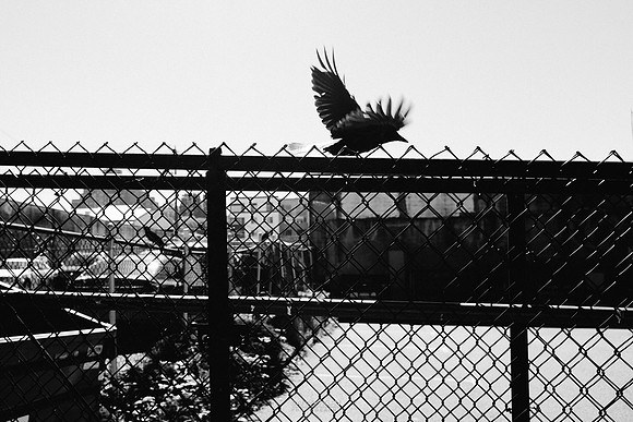 Fly away, crow. Seattle, WA. September 2016.