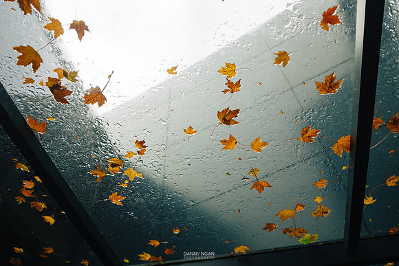 Rain and leaves on glass. Seattle, WA. October 2016.