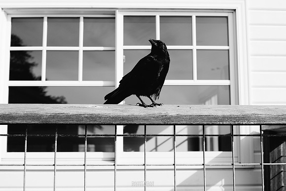 The old crow had no fear of me. Orcas Island. October 2016.