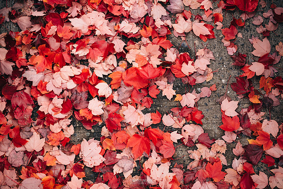 Red ground. Seattle, WA. October 2016.